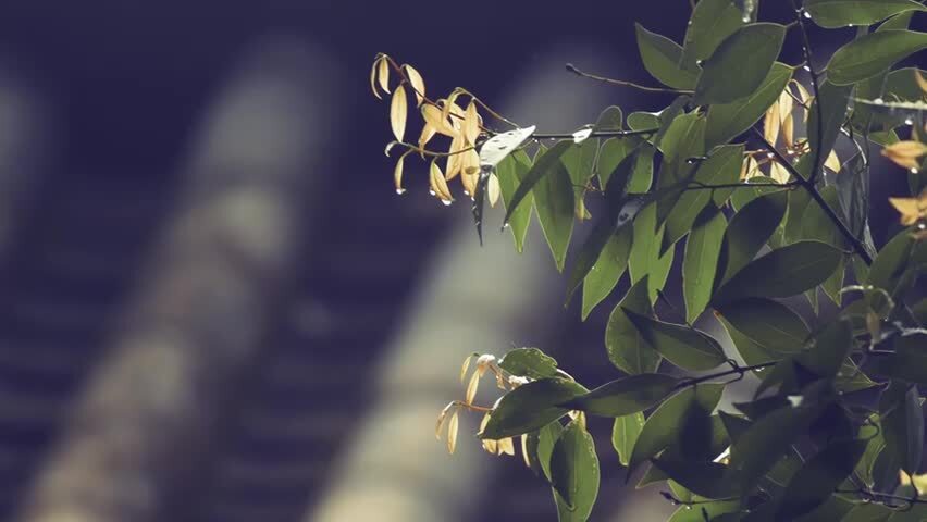 屋顶瓦片阳光树叶光影