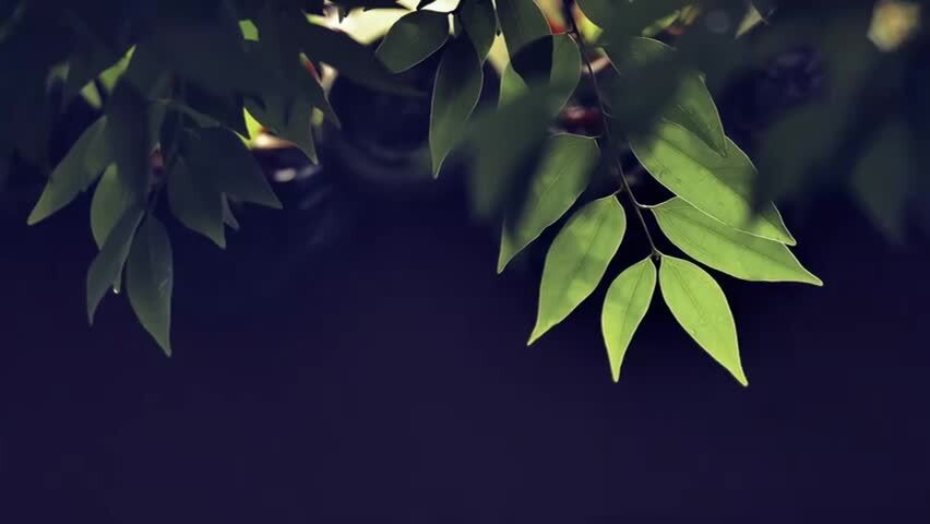 屋顶瓦片阳光树叶光影