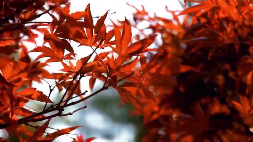 4K秋天红枫浸染空镜11组