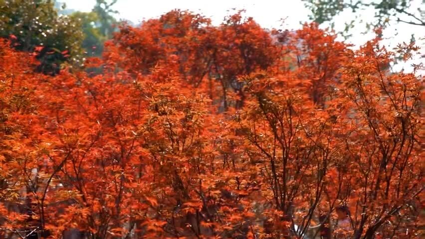 4K秋天红枫浸染空镜12组