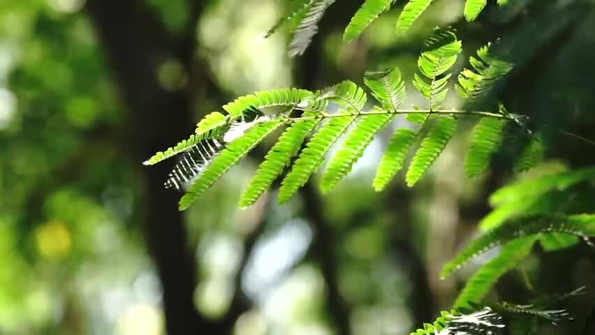 4K夏日空镜光影小草荷花荷叶合集