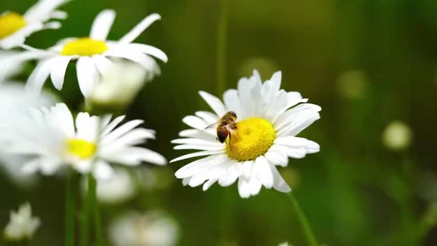 春天的蜜蜂在白色小菊花上采蜜