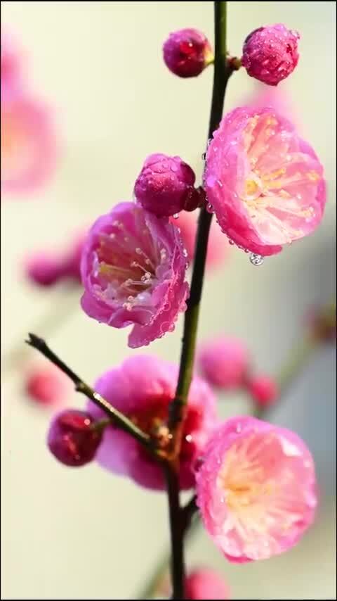 红梅花开梅花绽放花蕊花瓣