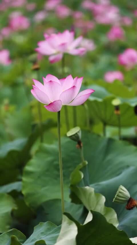 竖屏荷花视频