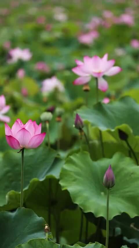 竖屏荷花视频