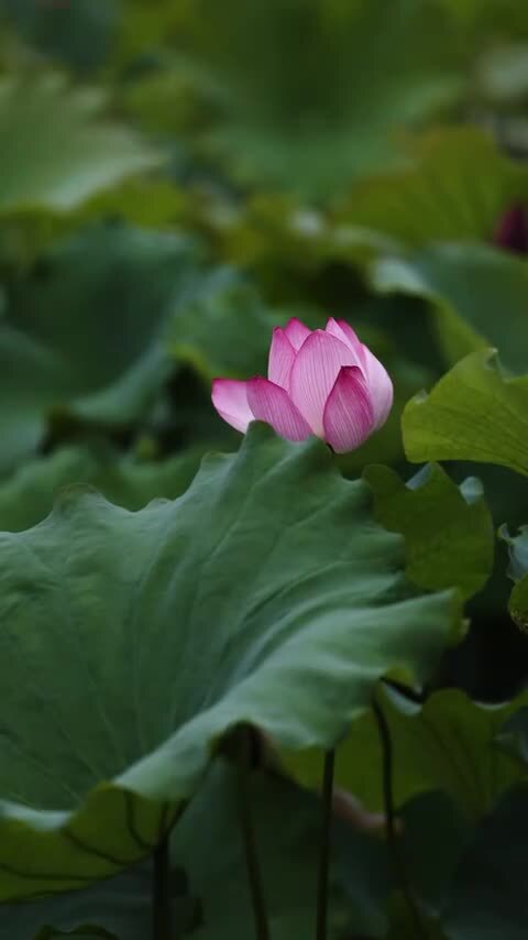 竖屏荷花视频
