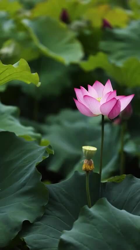 竖屏荷花视频