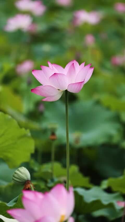 竖屏荷花视频