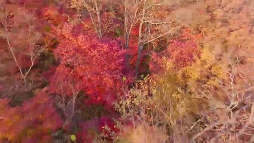 北国之秋枫叶王国