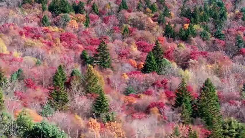 北国之秋枫叶王国