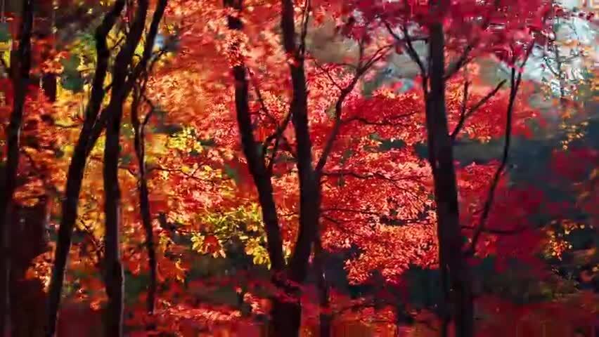 北国之秋枫叶王国