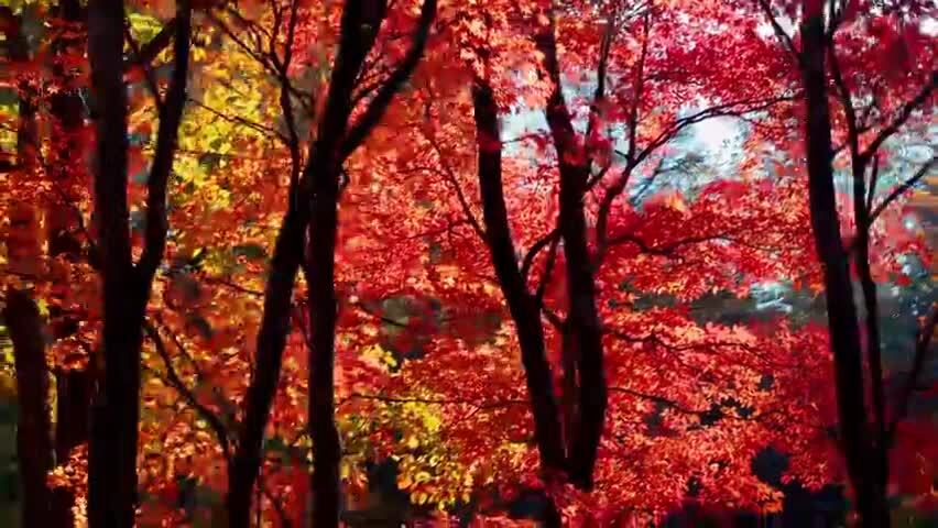 北国之秋枫叶王国