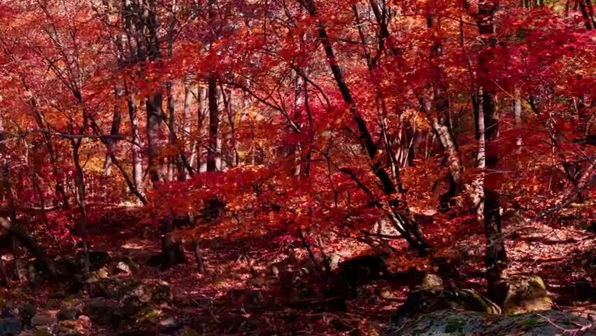 北国之秋枫叶王国