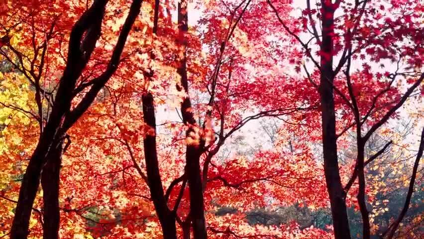 北国之秋枫叶王国
