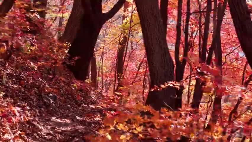 北国之秋枫叶王国