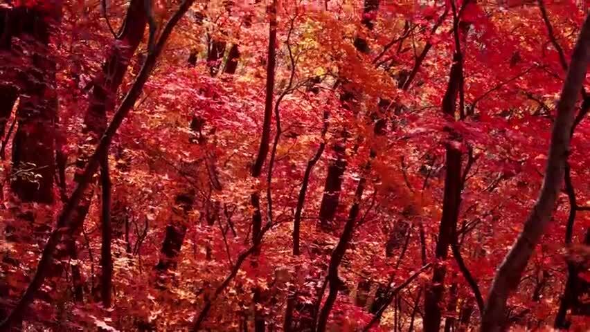 北国之秋枫叶王国