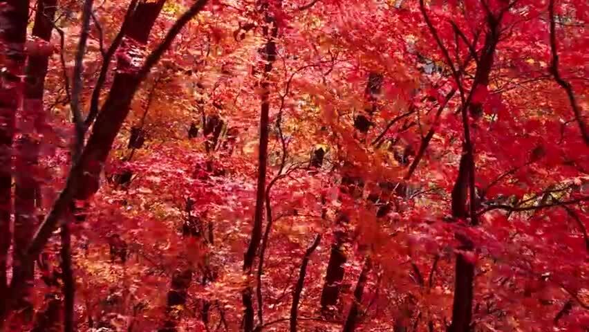 北国之秋枫叶王国