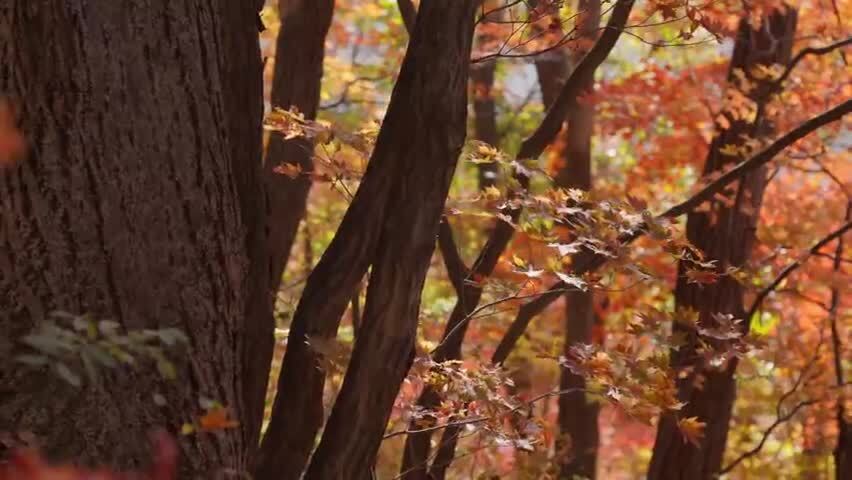 北国之秋枫叶王国