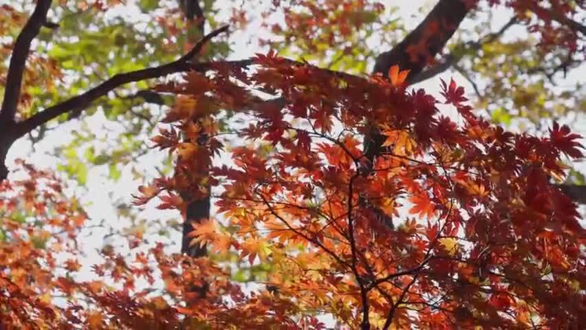 北国之秋枫叶王国