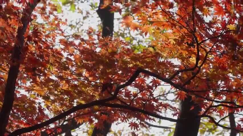 北国之秋枫叶王国