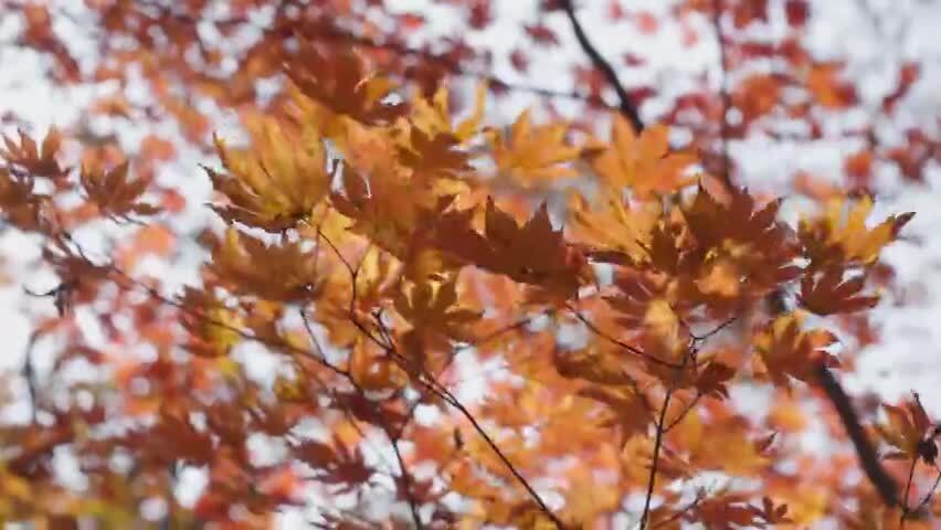 北国之秋枫叶王国