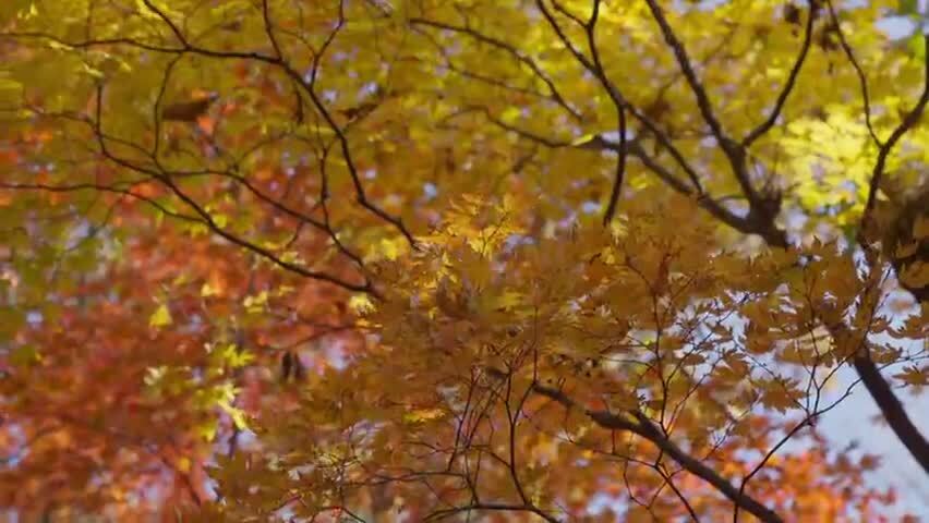 北国之秋枫叶王国