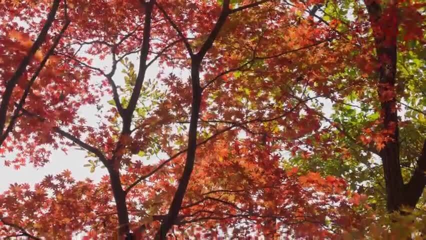 北国之秋枫叶王国