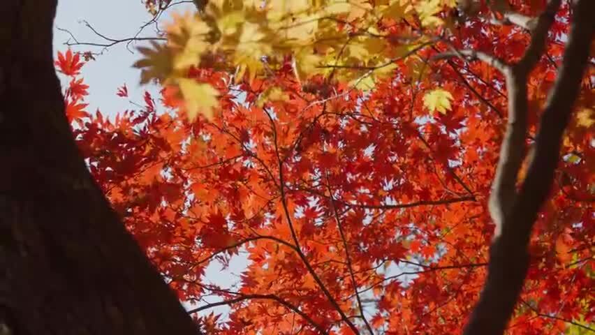 北国之秋枫叶王国