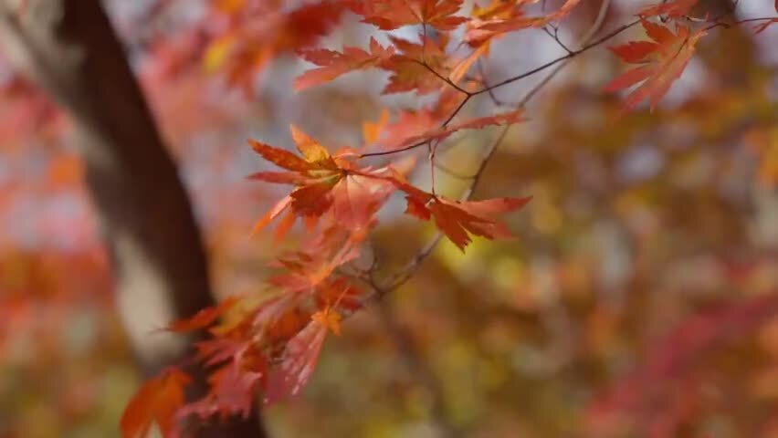 北国之秋枫叶王国