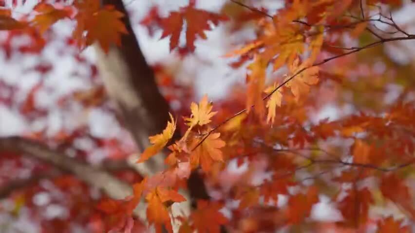 北国之秋枫叶王国