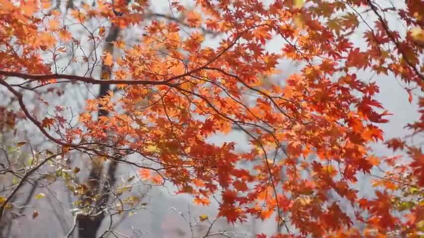 北国之秋枫叶王国