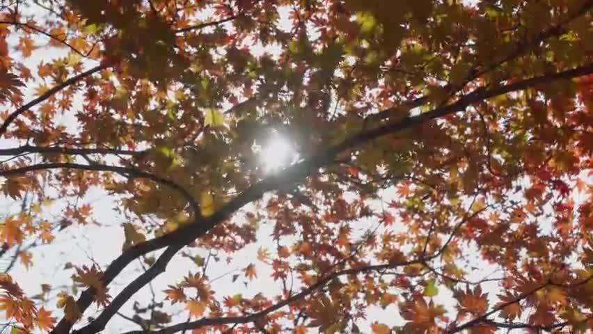 北国之秋枫叶王国