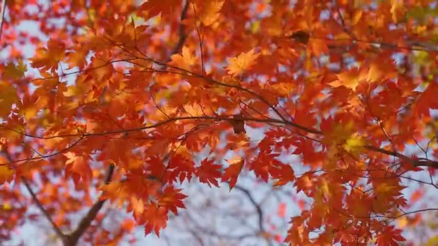 北国之秋枫叶王国