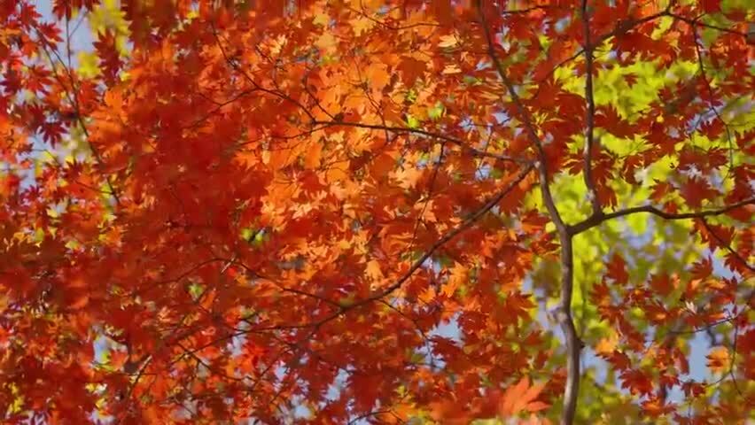 北国之秋枫叶王国