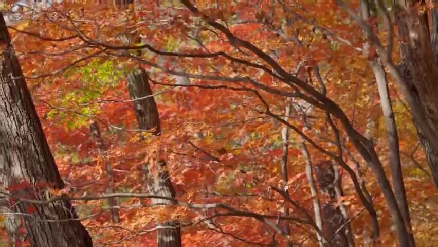 北国之秋枫叶王国