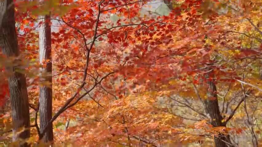 北国之秋枫叶王国