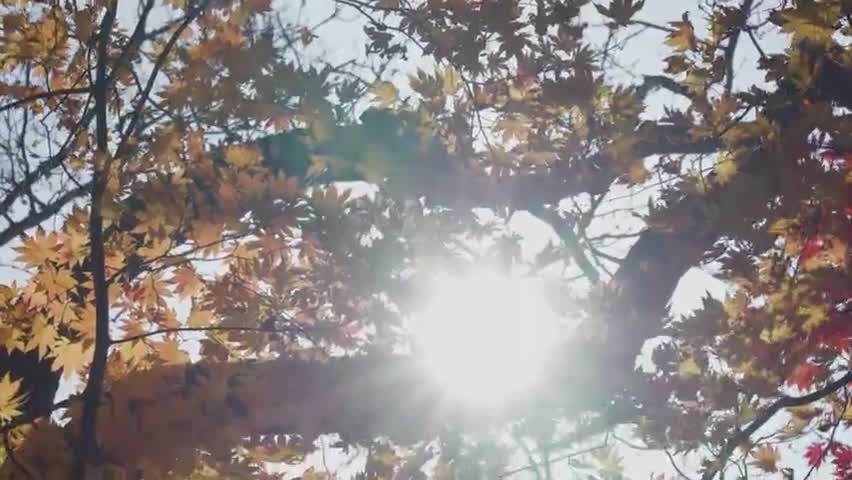 北国之秋枫叶王国