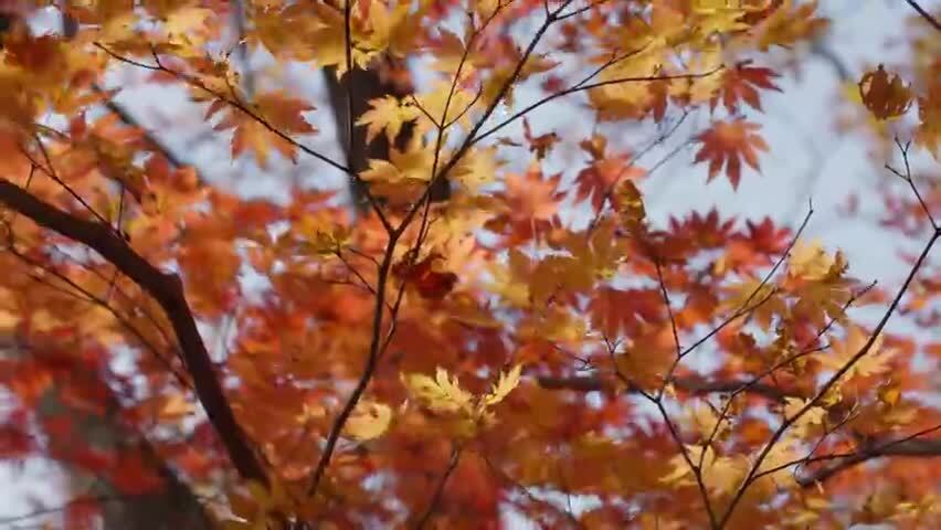 北国之秋枫叶王国