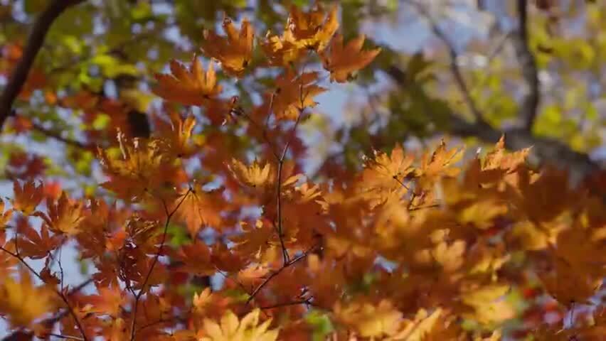 北国之秋枫叶王国