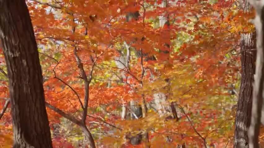 北国之秋枫叶王国