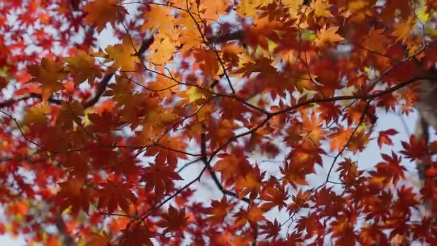 北国之秋枫叶王国