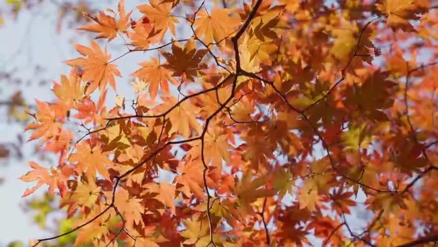 北国之秋枫叶王国