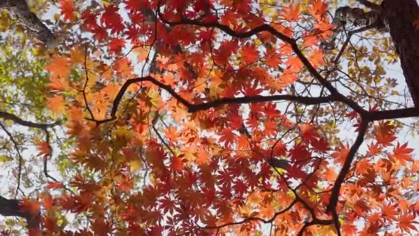 北国之秋枫叶王国