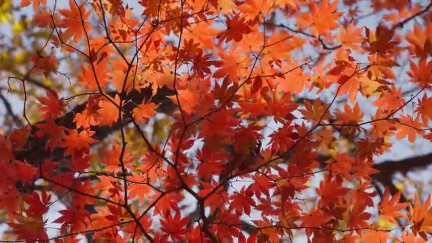 北国之秋枫叶王国