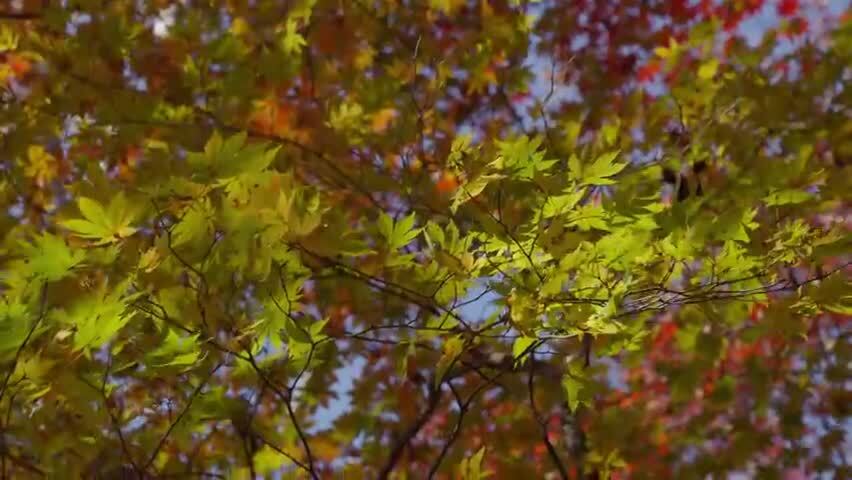 北国之秋枫叶王国