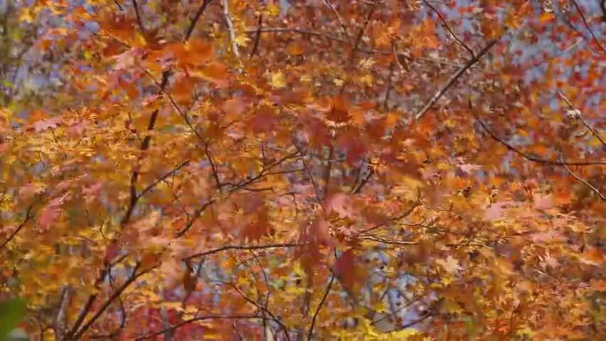 北国之秋枫叶王国