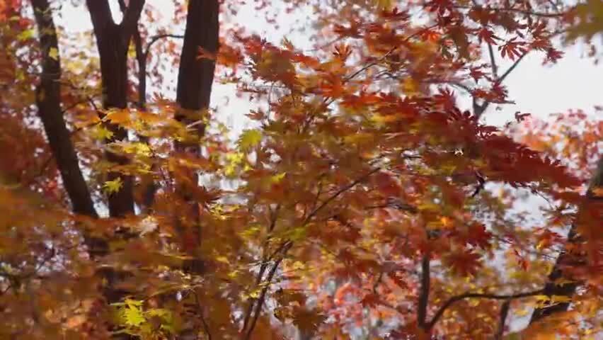 北国之秋枫叶王国