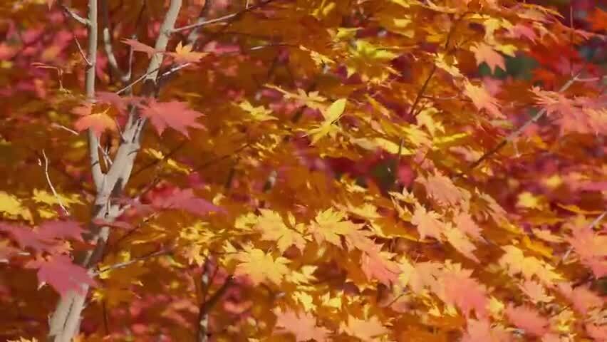 北国之秋枫叶王国