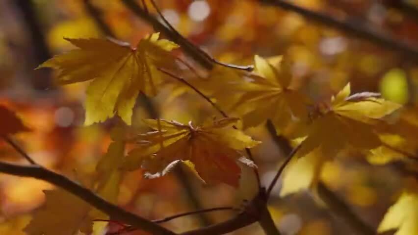 北国之秋枫叶王国