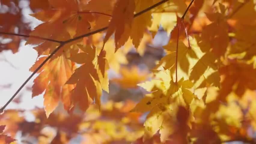 北国之秋枫叶王国